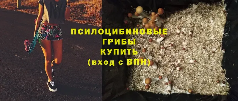 продажа наркотиков  Нестеровская  Галлюциногенные грибы MAGIC MUSHROOMS 